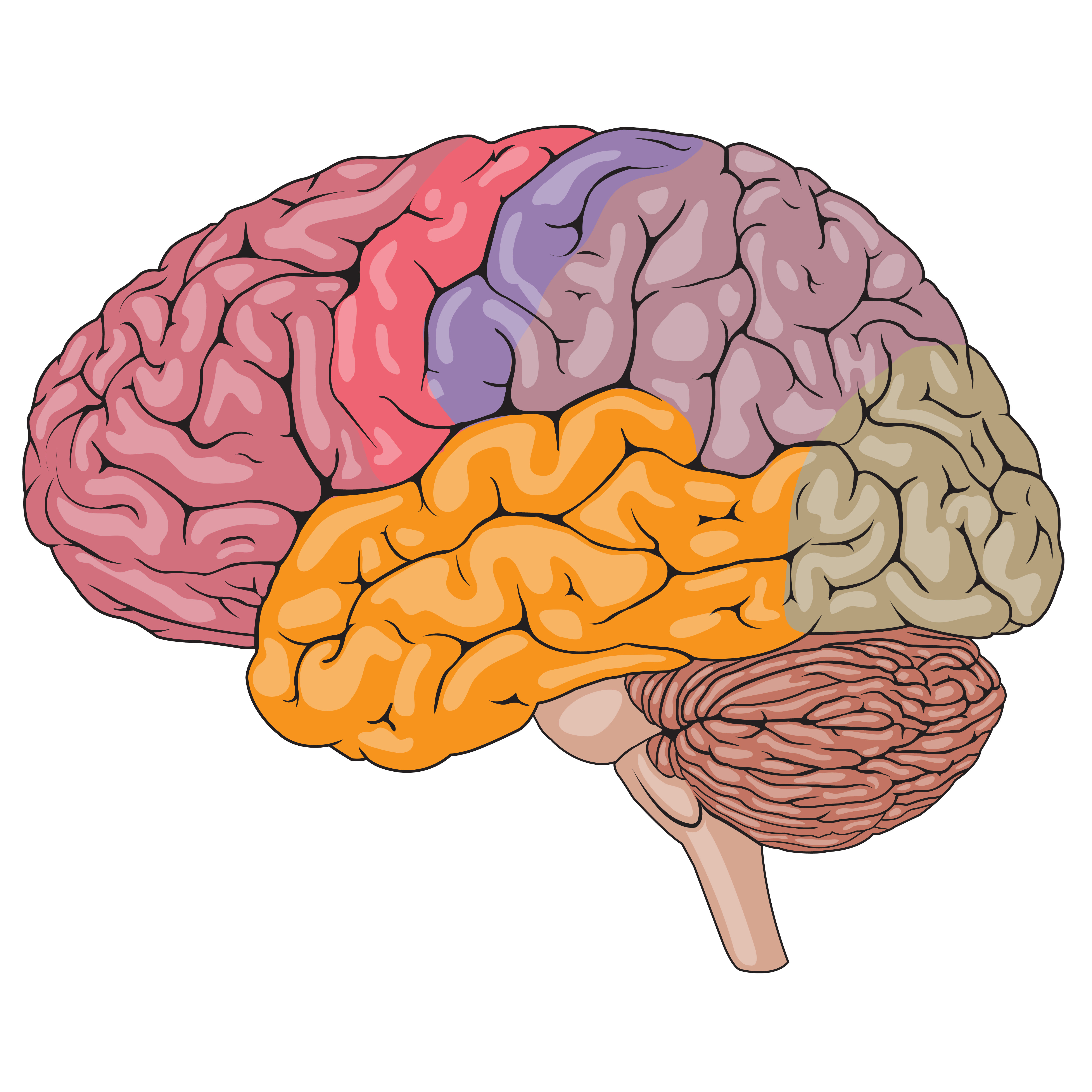 Ilustración anatómica del cerebro humano con referencias